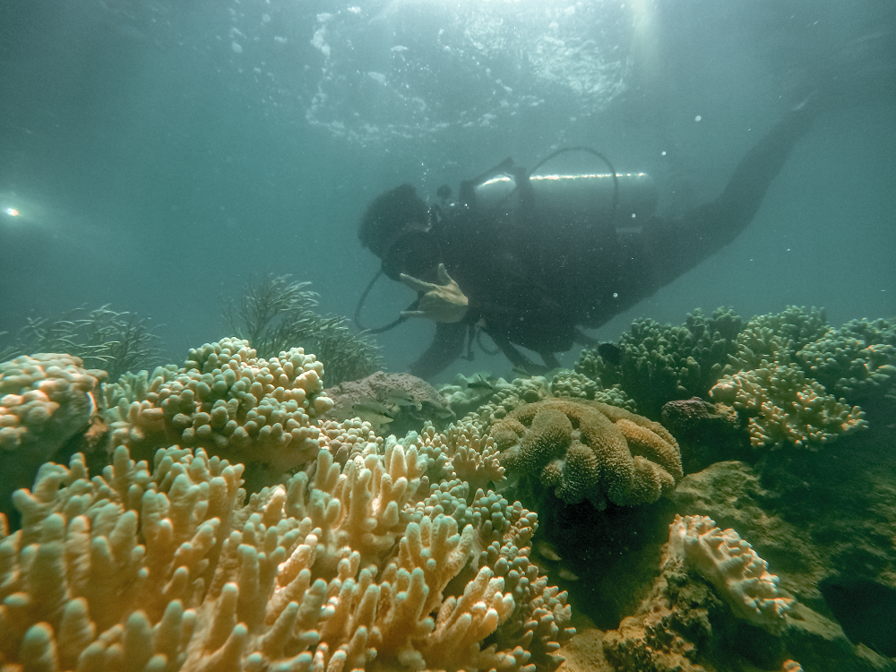 tai-tao-ran-san-ho-nha-trang