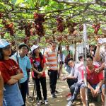 Ba Moi Vineyard – The Iconic Eco-Tourism Grape Farm