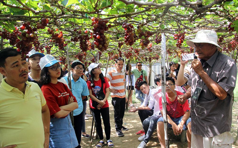 Khám phá Vườn Nho Ba Mọi – Biểu tượng du lịch sinh thái tại Nam Khánh Hoà