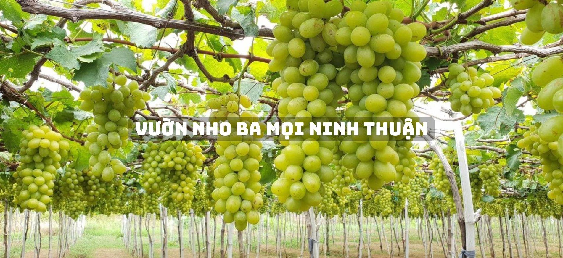 vuon-nho-ba-moi (5)