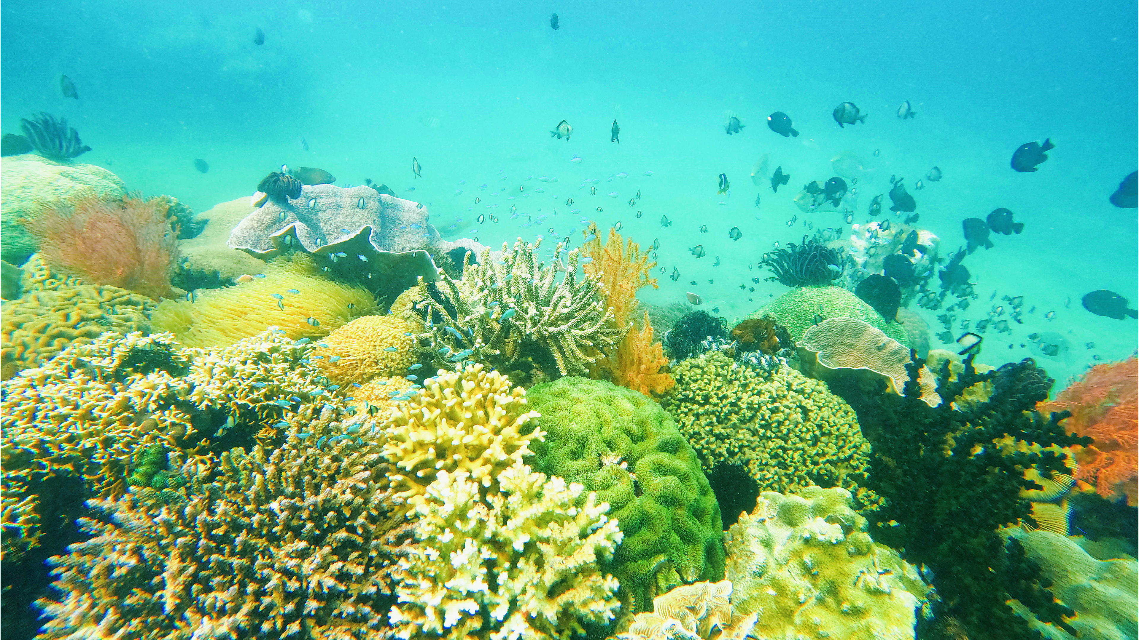 seawalker-vinh-hy (2)