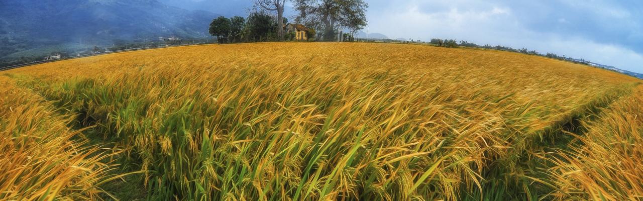 Spring Cultural Tour in Nha Trang – Ao Dai Experience & Photoshoot